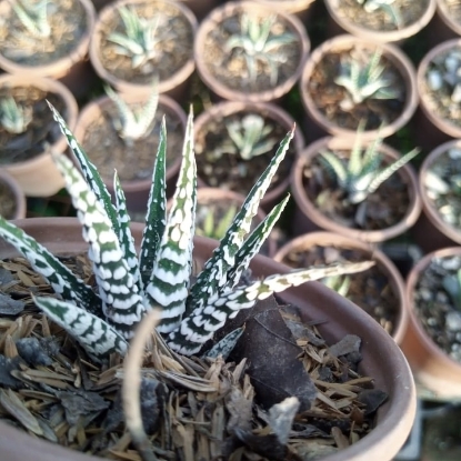 Picture of Haworthia Zebra Live Plant(Indoor live plant)with pot and soil